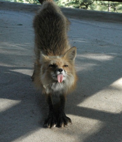 cocky_fox.jpg