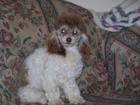 poodles_004.jpg