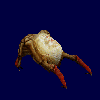 Headcrab.gif