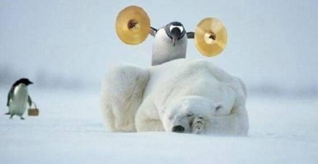 penguins.jpg