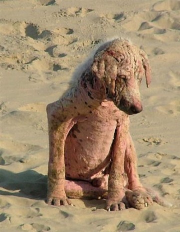 Ugly_dog.jpg