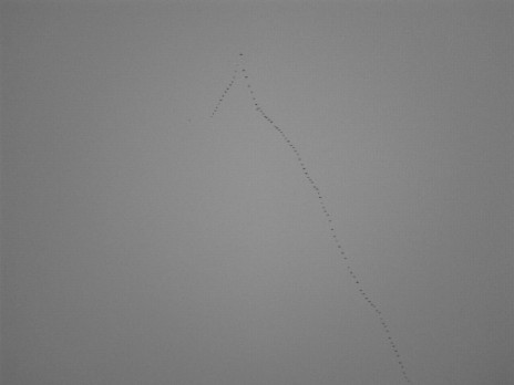 GreySkyBirds.jpg