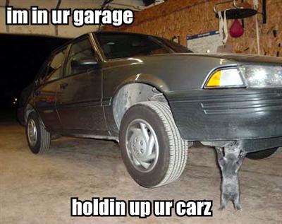 cat.jpg