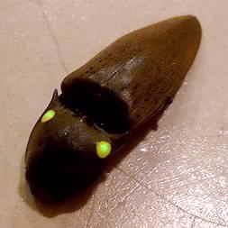 snap_beetle.jpg