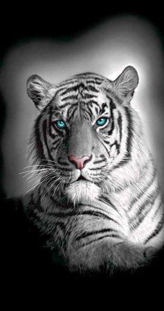 Tiger.jpg