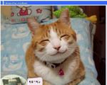 happy_kitty.jpg
