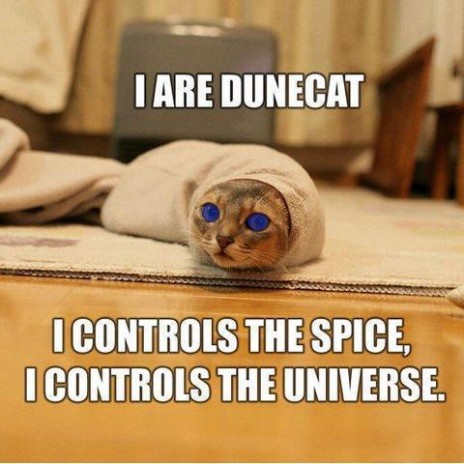 dune_cat.jpg