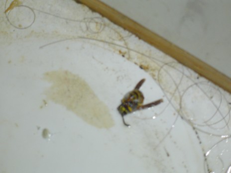 wasp1.jpg