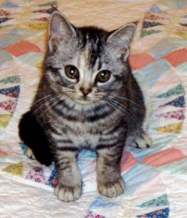 Ticked_tabby_female_1_2.jpg