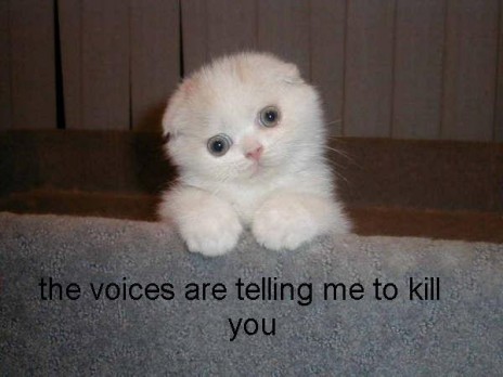 funny_cat_pictures_76_1_.jpg
