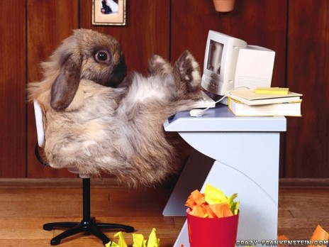 funny_wallpapers_rabbit_at.jpg