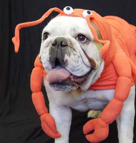6370_Lobsterdog.jpg