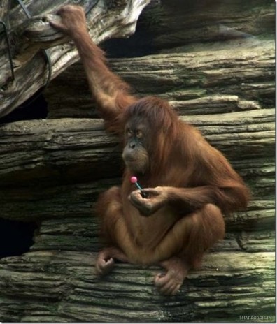 Teh_Monkey.jpg