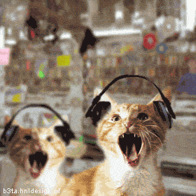 Heavy_metal_cats.gif