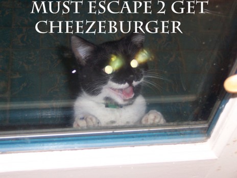cheezeburger_kitty.jpg