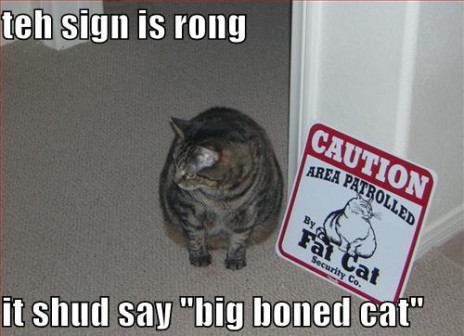 funny_pictures_cat_sign_bi.jpg