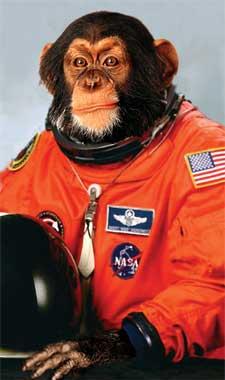 chimp.JPG