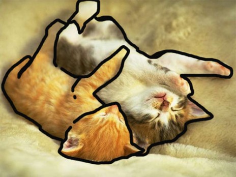 cat.jpg