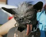 th_Dog.jpg