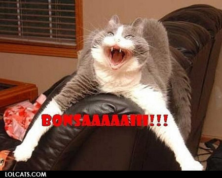 lolcatsdotcompiweyf1oov76g.jpg