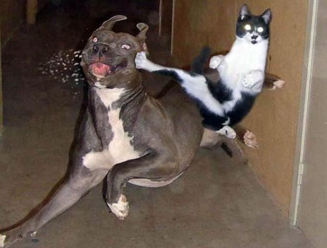 ninja_kitty.jpg