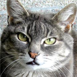 big_face_stumpy_cat.jpg