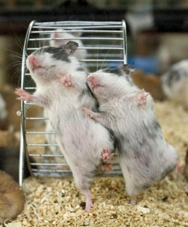 Dancing_Mice.jpg