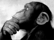 monkey_think.gif
