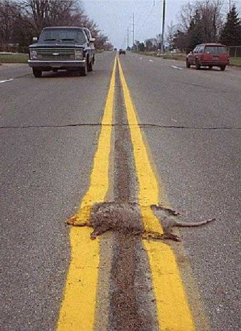 Roadkill.jpg