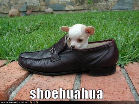 cute_puppy_pictures_shoehu.jpg