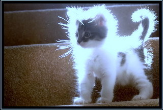 Kitty.jpg