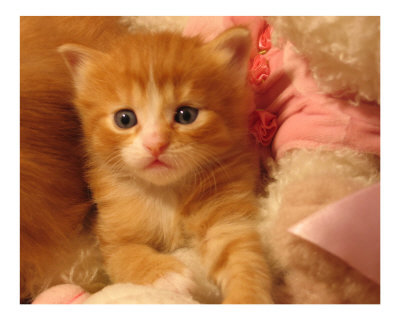 Cute_Kitten_Photographic_.jpeg