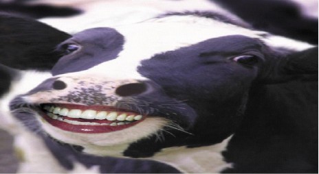 cow.jpg