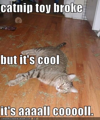 funny_pictures_catnip_toy_.jpg