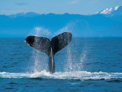 Humpback_Whale.jpg