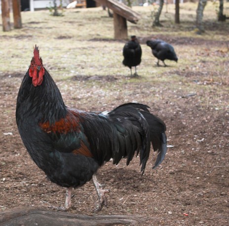 607px_Cock_El_Bolson.jpg