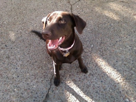 dog5.jpg