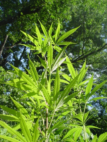 Wooded_005.jpg