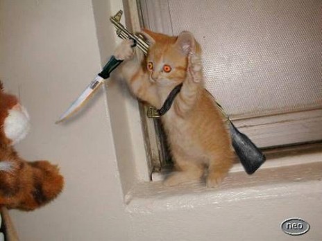 angry_cat.jpg