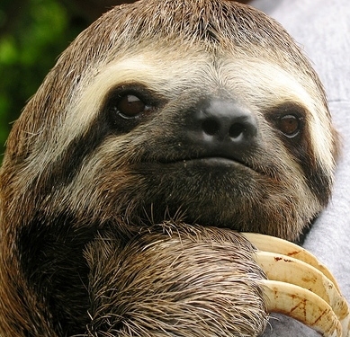 Sloth.jpg