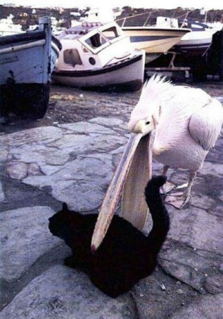 419px_Pelicankitty.jpg