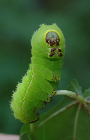 polyphemus_moth_caterpilla.jpg