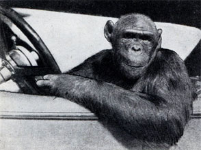 monkeydrive.jpg