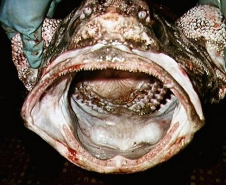disgusting_fishes_10_diffe.jpg