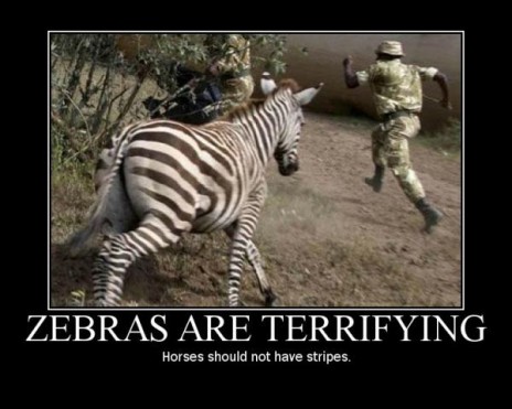 zebras_are_absolutely_terr.jpg