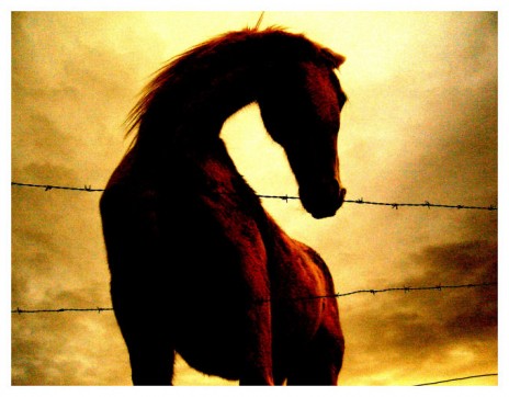 Horse_by_art_ichaut.jpg