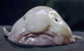 Blobfish_is_most_disgustin.jpg