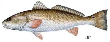 LBF_Red_Drum.jpg