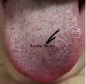 These_are_your_taste_buds_.jpg