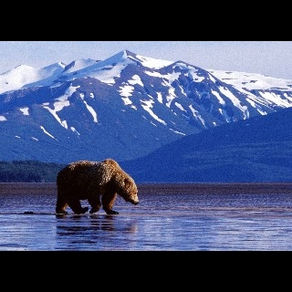 bear.jpg